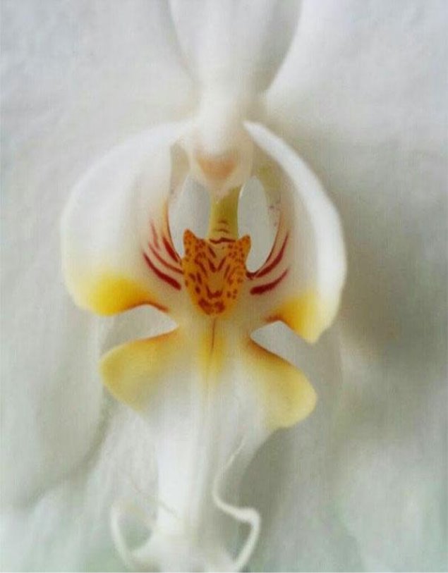 C:\Users\Home\Downloads\original-flowers_look_like_something_else_11.jpg
